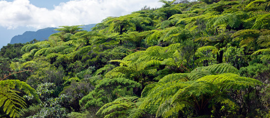 Naklejka premium Forêt de fougères arborescentes - Ile de La Réunion