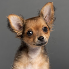 Close-up of Chihuahua in front of grey background
