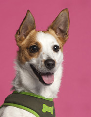 Close-up of Jack Russell Terrier in front of pink background © Eric Isselée