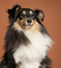 Close-up of Collie in front of orange background
