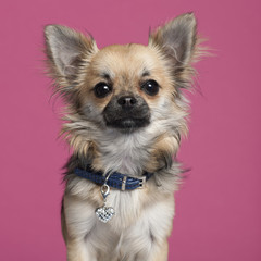 Close-up of Chihuahua in front of pink background