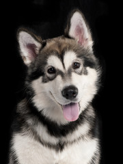 Close-up of Husky in front of black background