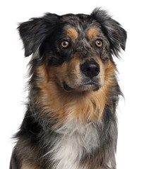 Close-up of Australian Shepherd dog, 6 months old, in front of w