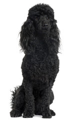 Poodle, 18 months old, sitting in front of white background
