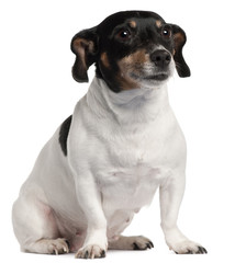 Jack Russell Terrier sitting in front of white background