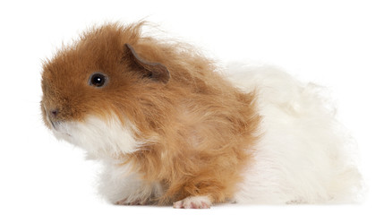 Fototapeta premium Guinea pig, 7 months old, in front of white background