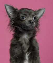 Close-up of Chihuahua puppy, 5 months old, in front