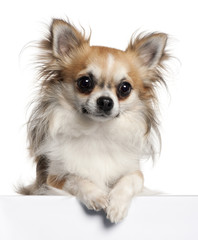 Chihuahua, 18 months old, sitting in front of white background
