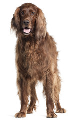 Irish Setter, 5 years old, panting in front of white background