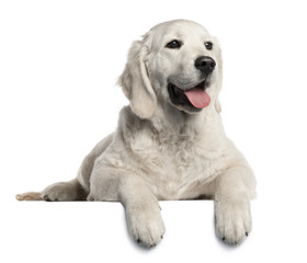 Golden Retriever puppy, 5 months old