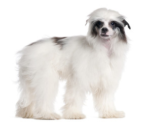 Chinese Crested Dog, 7 months old, standing