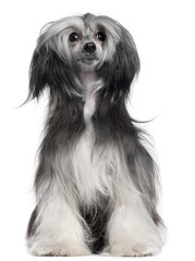 Chinese Crested Dog, 15 months old, sitting