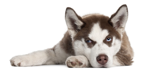 Siberian Husky puppy, 5 months old, lying