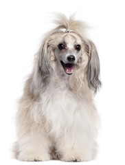 Chinese Crested Dog, 3 years old, in front of white background