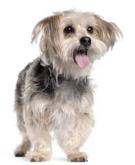 Yorkshire Terrier, 8 years old, standing
