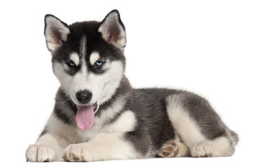 Siberian Husky puppy, 4 months old, lying