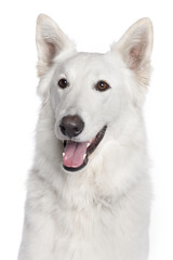 Close-up of Berger Blanc Suisse, 2 years old,