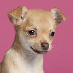 Close-up of Chihuahua puppy, 2 months old, in front