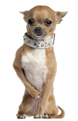 Chihuahua wearing collar, 2 and a half years old
