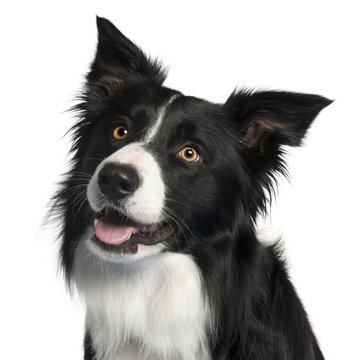 Close-up of Border Collie, 4 years old