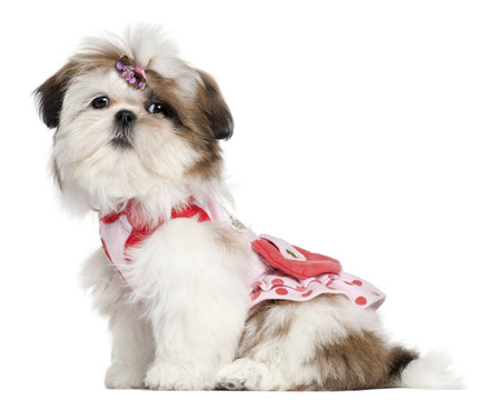 Shih Tzu puppy dressed up, 3 months old