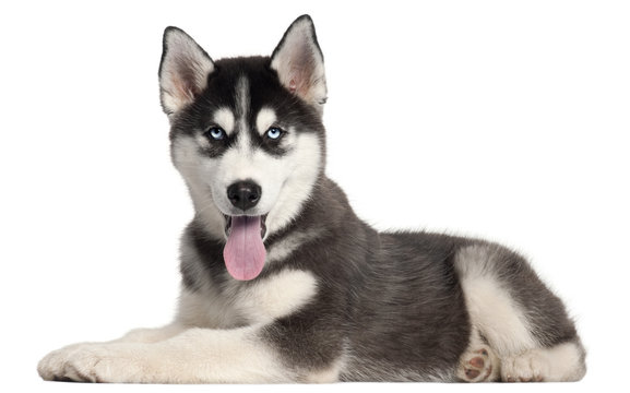 Siberian Husky puppy, 4 months old, lying