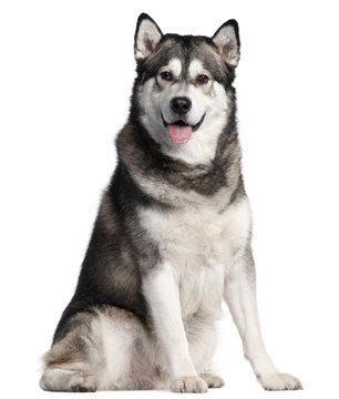 Alaskan Malamute