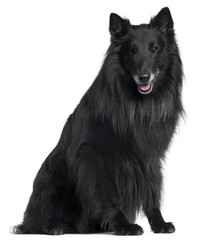 Belgian Shepherd Dog, Groenendael, 6 years old, sitting
