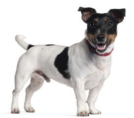Jack Russell Terrier, 1 year old, standing
