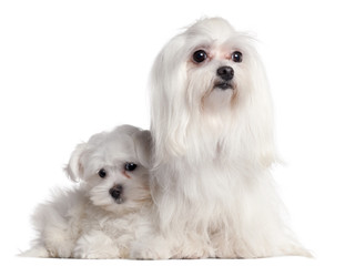 Maltese, 9 years old, and Maltese puppy, 3 months old, in front