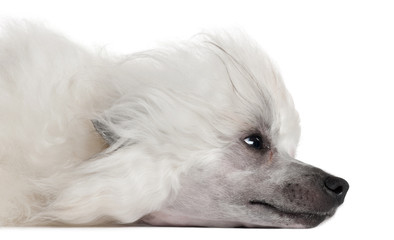 Close-up of Chinese Crested Dog lying