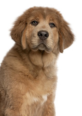 Close-up of Tibetan Mastiff puppy, 3 months old
