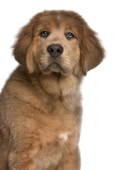 Close-up of Tibetan Mastiff puppy, 3 months old