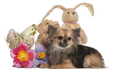 Fototapeta premium Chihuahua lying with Easter stuffed animals