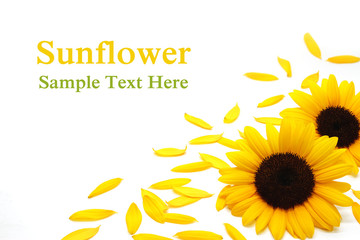 Sunflower background
