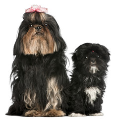 Shih Tzu, 5 years old, and Shih Tzu puppy, 5 months old