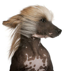 Close-up of Chinese Crested Dog with hair in the wind