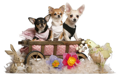 Three Chihuahuas, 1 year old, 8 months old, and 5 months old, si