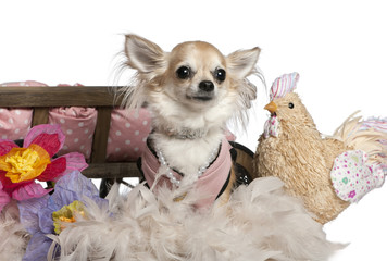 Chihuahua, 3 years old, dressed up and sitting near dog bed