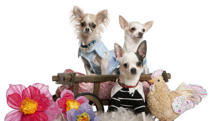 Three Chihuahuas dressed up and in dog bed wagon near flowers an