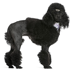 Black groomed Poodle, 2 years old