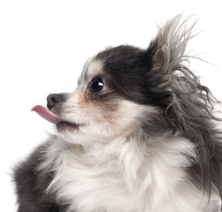 Close-up of Chihuahua sticking out tongue