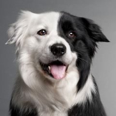 Close-up of Border Collie, 8 and a half years old