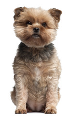 Yorkshire Terrier, 7 years old, sitting