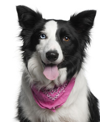 Close-up of Border Collie wearing pink handkerchief