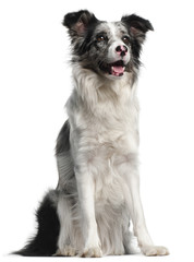 Border Collie, 11 months old, sitting