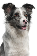 Close-up of Border Collie, 11 months old