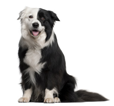 Border Collie, 8 and a half years old, sitting