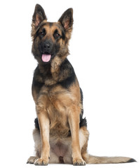 German Shepherd Dog, 2 years old,