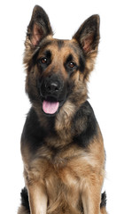 Close-up of German Shepherd Dog, 2 years old